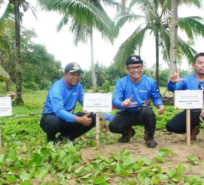 Peringati Hari Lingkungan Hidup, Bupati PPU Tanam Pohon Mangrove di Pantai Corong