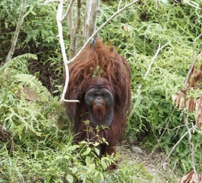 Dukung Pelestarian Orangutan di Kalimantan, PT Pertamina EP Adopsi 3 Orangutan dan Tandatangani MoU dengan Borneo Orangutan Survival Foundation