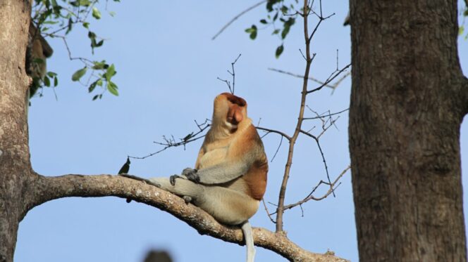
					Foto: Seekor bekantan sedang duduk di sebuh ranting poton. (DOK. Istimewa)