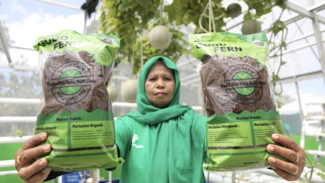 
					Foto: PT Pertamina EP (PEP) Bunyu Field berhasil mengembangkan inovasi akar pakis dalam produk Good Fern, yaitu media tanam berbahan dasar akar pakis untuk pertanian hidroponik dan organik, melalui Program Mantap Betul (Media Tanam Akar Pakis Untuk Bunyu Pertanian Unggul). (DOK. Istimewa)