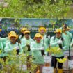 Foto: PT Pertamina Hulu Indonesia (PHI) melakukan penanaman 1.200 bibit mangrove Rhizophora SP. (DOK. Istimewa)