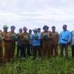 Foto: Petani sawit di Paser mulai beralih ke kegiatan tanaman pangan dan hortikultura. (DOK. Istimewa)