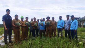 Foto: Petani sawit di Paser mulai beralih ke kegiatan tanaman pangan dan hortikultura. (DOK. Istimewa)