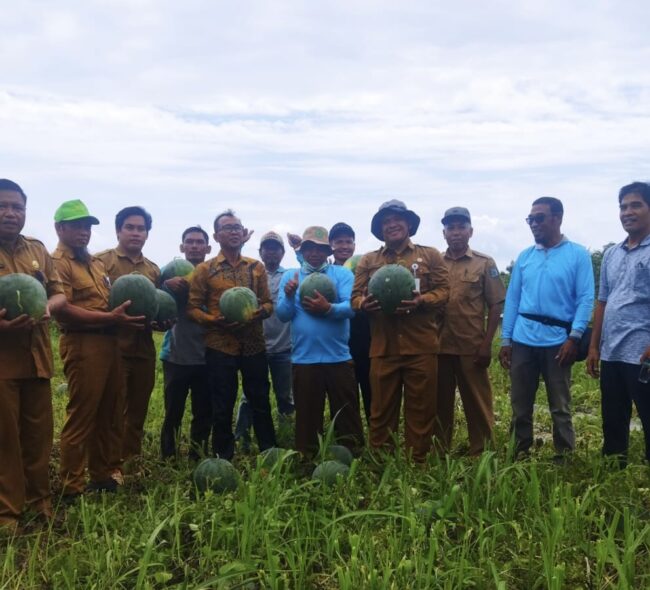 Tanaman Hortikultura Mulai Dilirik Petani Sawit