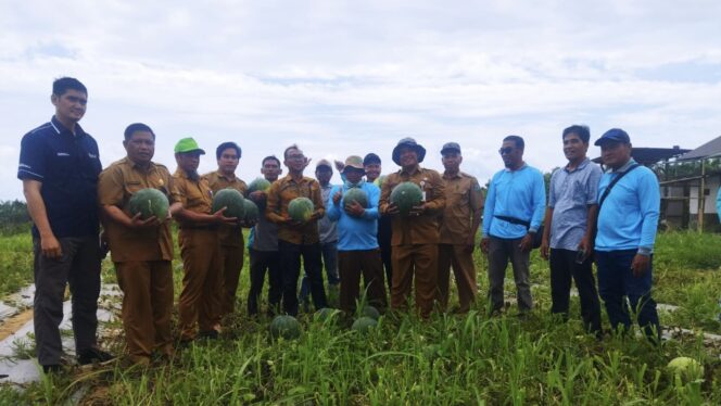 
					Foto: Petani sawit di Paser mulai beralih ke kegiatan tanaman pangan dan hortikultura. (DOK. Istimewa)