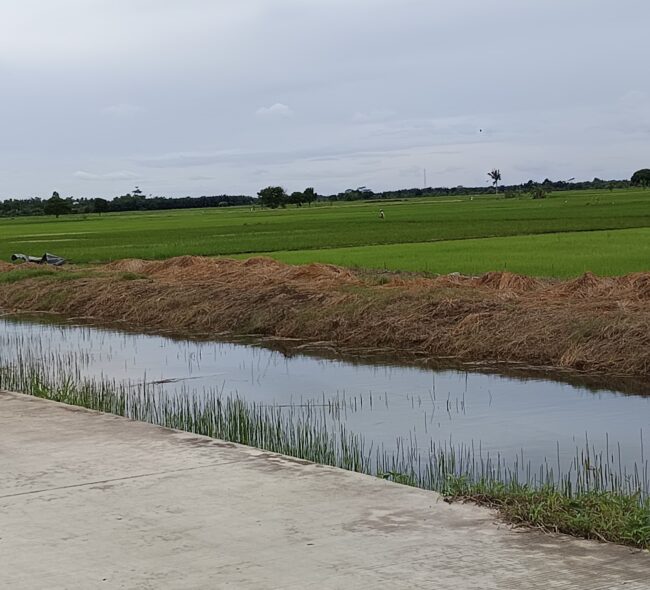 Petani Sebakung Jaya Hadapi Banyak Kendala, Pemda Siapkan Solusi