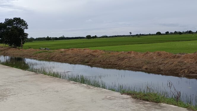 
					Kondisi sawah petani. (Dok : CahayaBorneo/AJI)