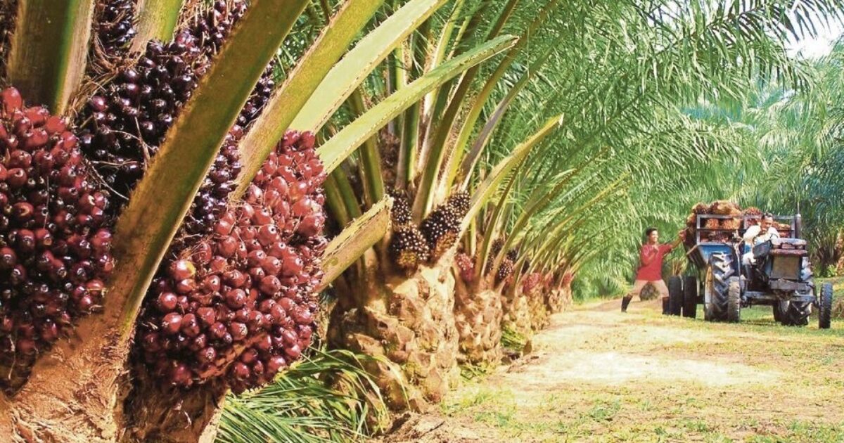 Petani Sawit Babulu Darat Keluhkan Musim Hujan Tak Menentu