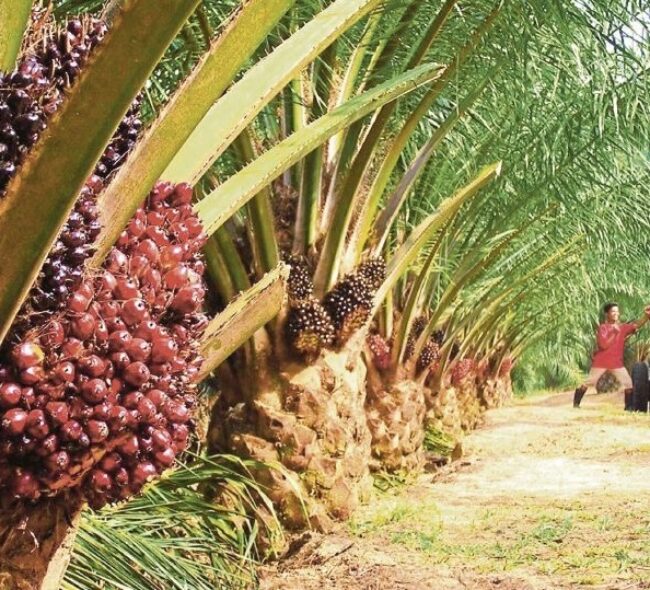 Petani Sawit Babulu Darat Keluhkan Musim Hujan Tak Menentu