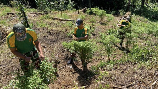 
					Satgas Pamtas Yonarmed 11 Kostrad terus berkomitmen dalam mendukung ketahanan pangan nasional dengan mengoptimalkan lahan kosong di Pos Salang, Kecamatan Tulin Onsoi, Kabupaten Nunukan, Kamis (13/3/25). (DOK. Istimewa)