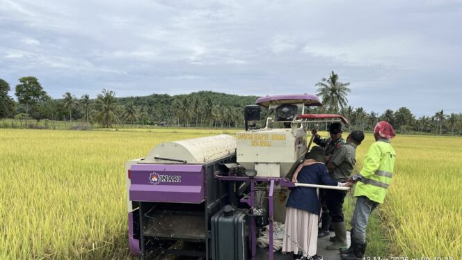 
					gerakan panen padi varietas Inpari 43 di Desa Sesulu, Kecamatan Waru (DOK. HUMAS PEMKAAB PPU)