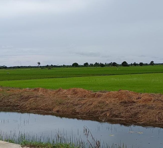 Petani PPU Panen Raya, Produktivitas Padi Lampaui Target Nasional