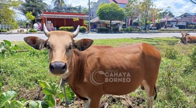 foto : hewan kurban (Dok : CahayaBorneo/AJI)