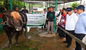 foto: penyerahan sapi kurban Presiden Prabowo ke IKN (Dok. Humas OIKN)