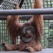 Foto: Orang Utan bernama Dodo (Dok. Istimewa)