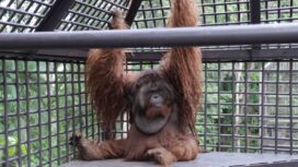 Foto: Orang Utan bernama Dodo (Dok. Istimewa)