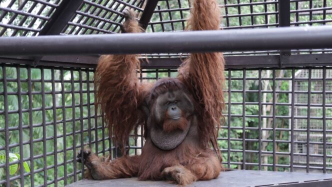 
					Foto: Orang Utan bernama Dodo (Dok. Istimewa)
